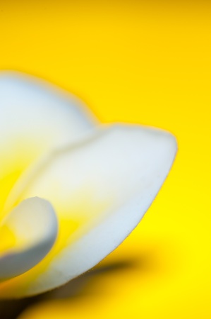 White flower yellowish in the middle with yellow backgroundの写真素材