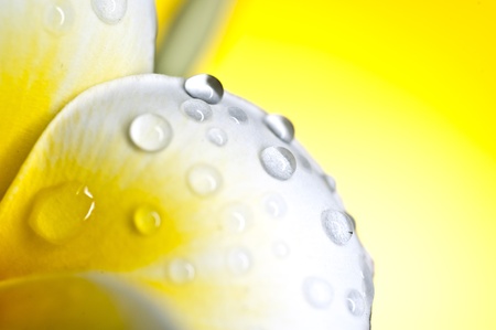White flower with dews on the petalの写真素材