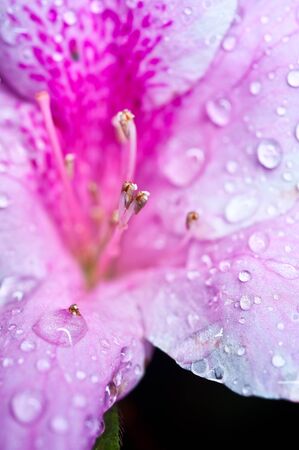 A macro of white pink flower and nectar on the middle with dew on the petalsの写真素材