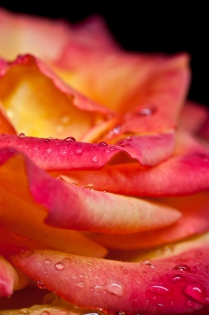 Macro shot of pink rose and water drops on the petals with black backgroundの写真素材