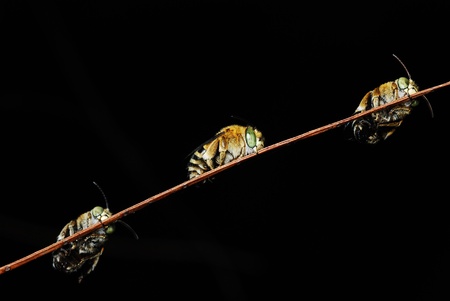 A group of bee with green stripes tummy holding on a twigの写真素材