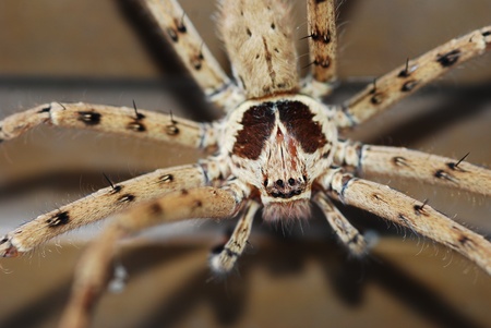 Close up shot of big brown spiderの写真素材