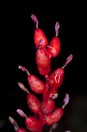 Red flowers with water drops and black backgroundの写真素材