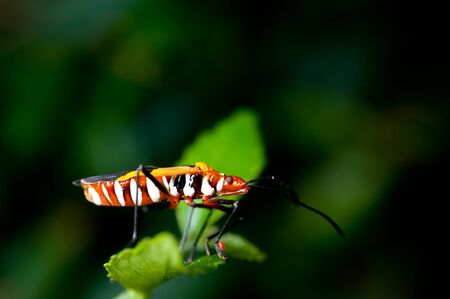 Orange assassin bug on a green leafの写真素材