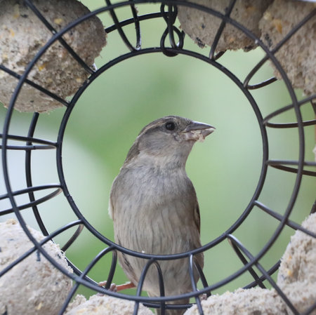 Sparrow looking through a bird feeder in the garden.の写真素材