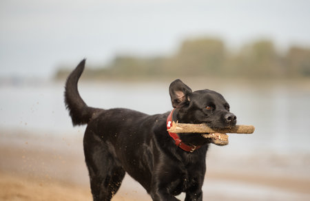 Black labrador retriever running with a stick in its mouth on the beachの写真素材