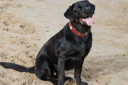 Black Labrador Retriever dog sitting on the sand at the beach