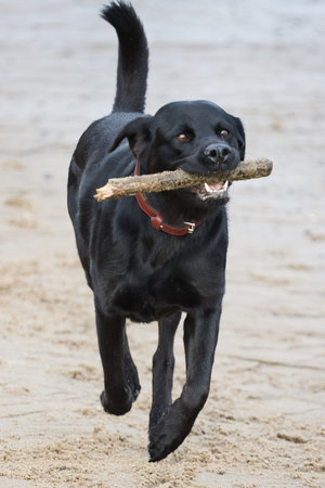 Black labrador retriever running on the beach with stick in mouthの写真素材