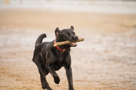 Black dog running on the beach with a stick in its mouth.の写真素材