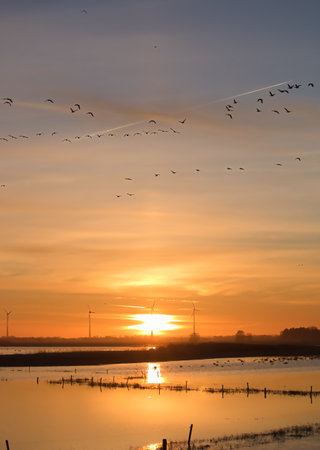 Sunset over the salt marshes in the Netherlands with flock of geeseの写真素材