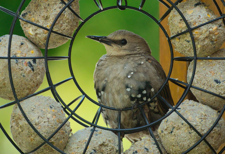 bird on a feeder in the garden, closeup of photo