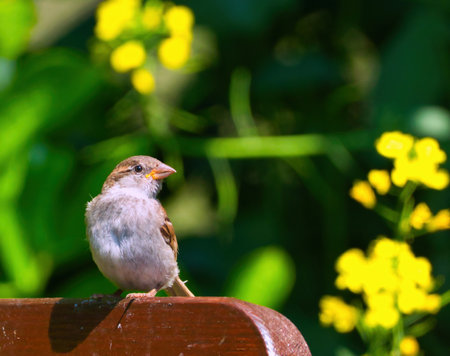 Sparrow sitting on a fence with yellow flowers in the backgroundの写真素材