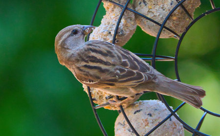 Sparrow on a bird feeder, closeup of photoの写真素材