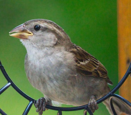 House Sparrow (Passer domesticus) on a bird feederの写真素材