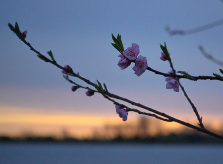 Peach blossom in the morning, close-up of flowersの写真素材