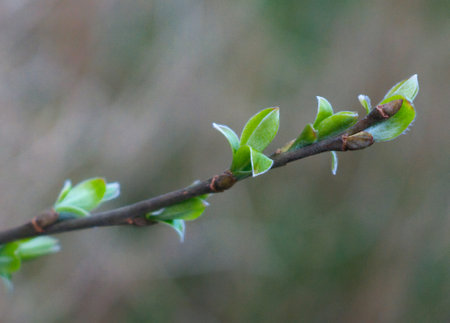Close up of young green leaves on a tree branch in spring.の写真素材