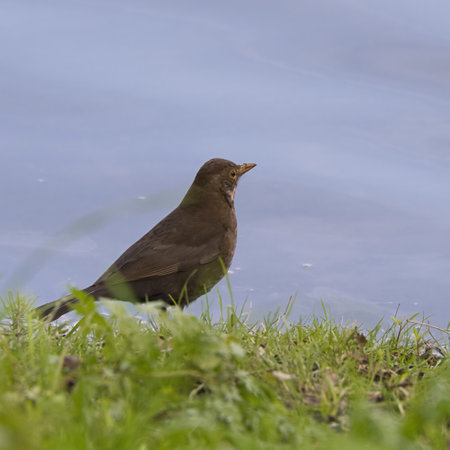 blackbird on the grass by the lake in springtime, UKの写真素材