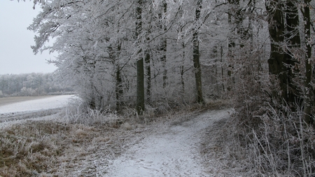 Snowy Footpath / Farm Road leading into a Winter Forest with ice and snow covered treesの写真素材