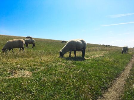Sheep grazing on a dike in East Frisia (Ostfriesland),Germany, on the North Sea shore on a beautiful summer day with blue skyの写真素材