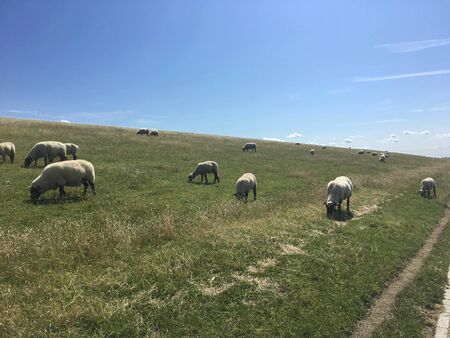 Sheep grazing on a dike in East Frisia (Ostfriesland),Germany, on the North Sea shore on a beautiful summer day with blue skyの写真素材
