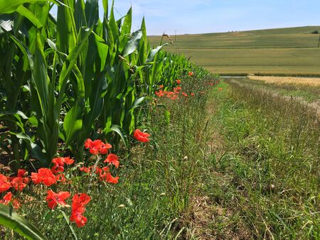 Poppy Flowers blossoming along a Corn Field in the German Eifel in Summerの写真素材