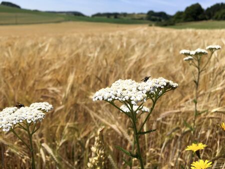 Fly sitting on a Alpine Yarrow Flower Blossom next to a big wheat / barley / rye Crop Field in the German Eifel Landscape in Summerの写真素材
