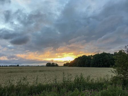Wheat Field with a beautiful sky with dramatic clouds during Magic Hour in East Frisia, North Germany.の写真素材