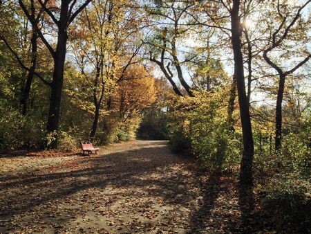 Bench in Puplic Park Hasenheide in Berlin on a sunny Autumn afternoon. Path and trees are covered in beautiful coloured leaves.の写真素材
