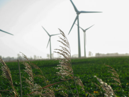 Close Up of Wheat / Grass with Wind Mills / turbines in a Wind Park in East Frisia in the...