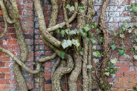 Old gnarly Ivy Vine creeping up an ancient and weathered Cemetery brick wall in Berlin. Thick dry...