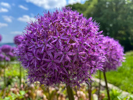 Close-Up of Giant Onion, Allium Giganteum, Flower in the public park Nordpark in Wuppertal, Germany in spring against a blue sky.の写真素材