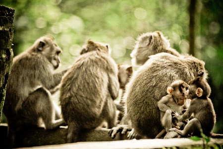 bali monkey family brother sisterの写真素材