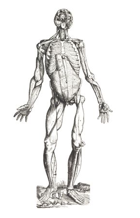 Homosapiensの写真素材