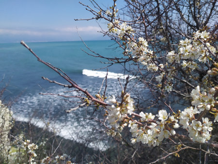 Blooming cherry branch on the background of the sea and blue skyの写真素材