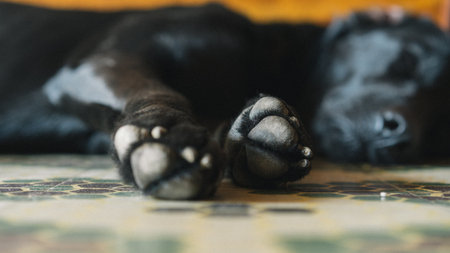dog paws