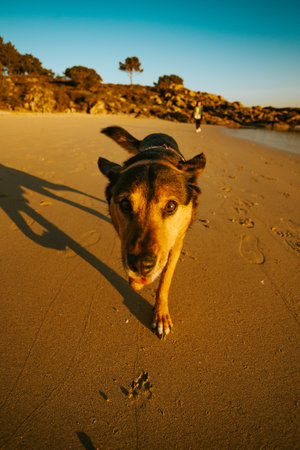 doggo on a beach walkの写真素材