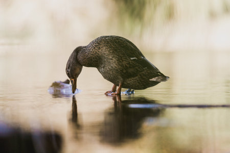 duck walking on waterの写真素材