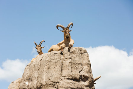 mountain goat on rocksの写真素材