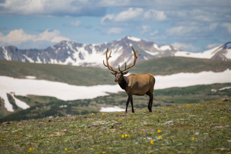 nature elk wildlife adventure mountainsの写真素材