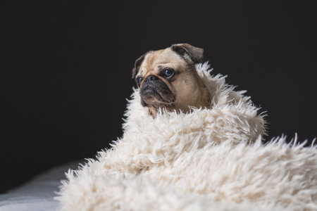 pug in blanketの写真素材
