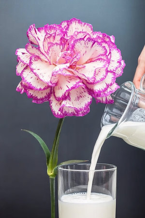 pouring milk to glass