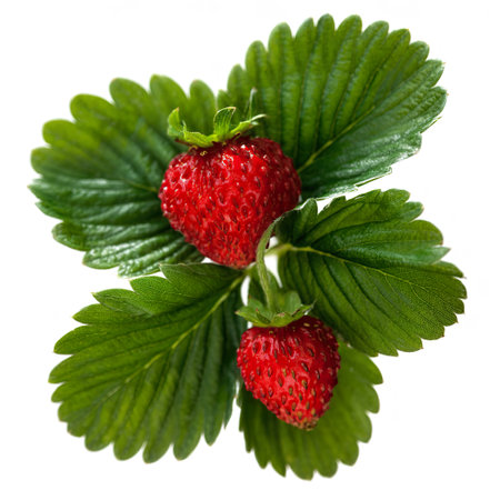 Strawberry with green leaves. isolated on white backgroundの写真素材