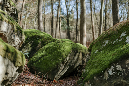 forest setting with tall trees in the backgroundの写真素材