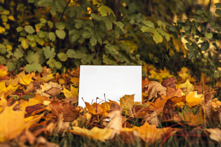 a white card placed on a bed of fallen autumn leavesの写真素材