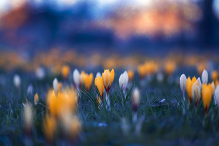 A blurred view of crocus flowers in a fieldの写真素材