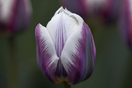 A photo of a white tulip flower with purple streaks in full bloom.の写真素材