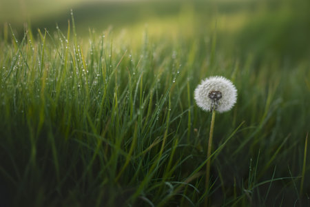 a vibrant green grass texture filling the entire frameの写真素材