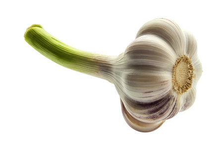 a single bulb of fresh garlicの写真素材