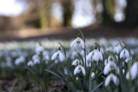 snowdrops in early springの写真素材