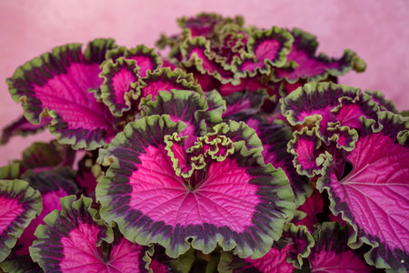 a bright pink and green Coleus plantの写真素材